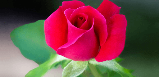 Rose Live Wallpaper HD 4K PC screenshot