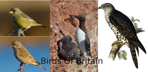 Birds Of Britain PC screenshot