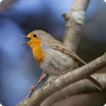 Birds Of Britain for PC