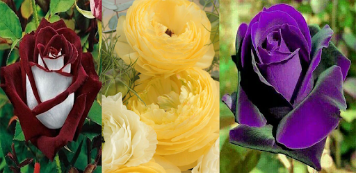 Beautiful Flowers Wallpaper PC screenshot Beautiful Flowers Wallpaper PC screenshot
