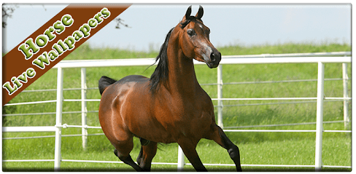Horse HD Live Wallpapers PC screenshot Horse HD Live Wallpapers PC screenshot