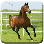 Horse HD Live Wallpapers icon