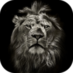 Lion King CM Locker Cool Theme icon