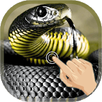 Magic Touch Cobra Attack icon