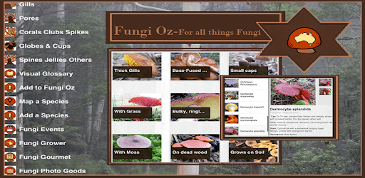 Fungi Oz - All things Mushroom PC screenshot