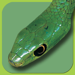 Snakes of Southern Africa Lite for PC Snakes of Southern Africa Lite for PC