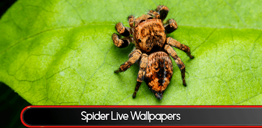 Spider Live Wallpapers PC screenshot Spider Live Wallpapers PC screenshot