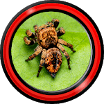 Spider Live Wallpapers for PC Spider Live Wallpapers for PC
