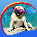 Cute Pugs Live Wallpapers icon