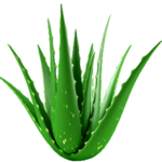 Aloe Vera Benefits icon