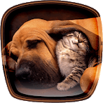 Cats and Dogs Live Wallpaper for PC