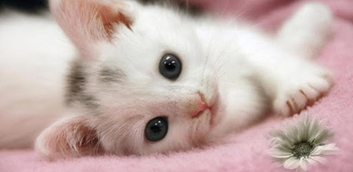 Cute Cat Live WallPaper PC screenshot