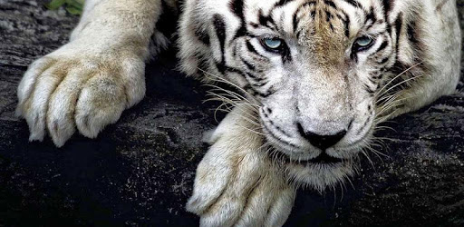 White Tiger Live Wallpaper PC screenshot