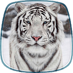 White Tiger Live Wallpaper for PC