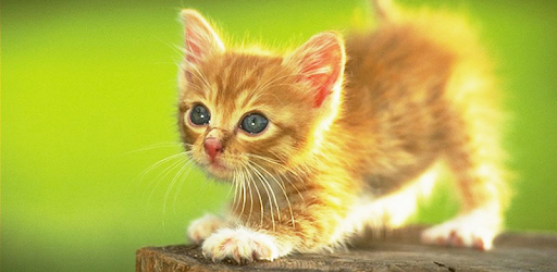 Cute Animal Wallpapers PC screenshot