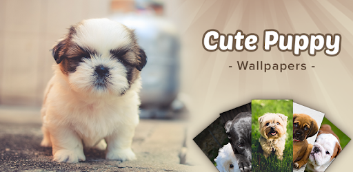 Cute Puppy Wallpapers: Cutest Pictures of Puppies PC screenshot