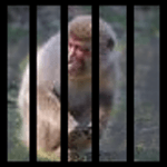 Monkey Hunt for PC