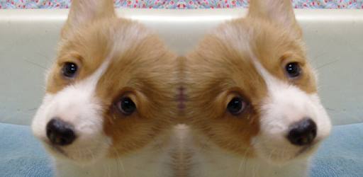 Bisymmetry - make funny photo PC screenshot