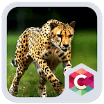 Wild Cheetah Animal Theme HD for PC Wild Cheetah Animal Theme HD for PC