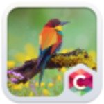 Geometric Bird Animal Theme HD for PC Geometric Bird Animal Theme HD for PC