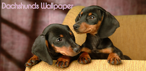Dachshund Wallpaper PC screenshot