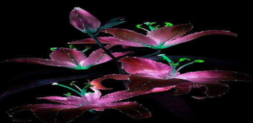 Purple Flowers Live Wallpaper PC screenshot Purple Flowers Live Wallpaper PC screenshot