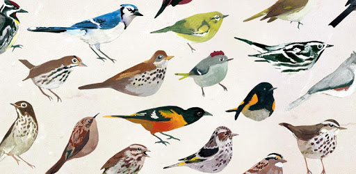 Dawn Chorus PC screenshot Dawn Chorus PC screenshot