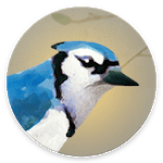 Dawn Chorus for PC Dawn Chorus for PC