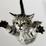 Catch kittens for PC