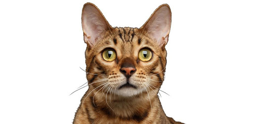 Cat Sounds & Cat Meows PC screenshot