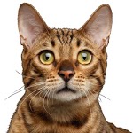 Cat Sounds & Cat Meows icon