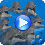 Dolphins songs to sleep for PC