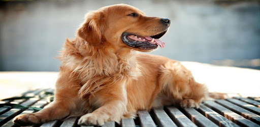 Dog wallpapers HD PC screenshot