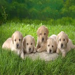 Dog wallpapers HD for PC