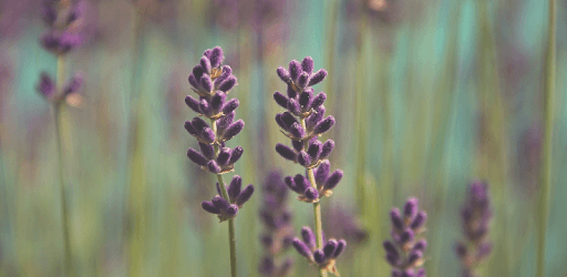 Diffuser Blends — Essential Oil Blends and Recipes PC screenshot