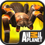 Real Scary Spiders icon
