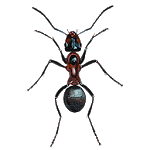 Ant for PC