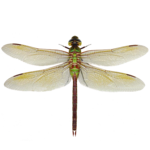 Dragonfly for PC