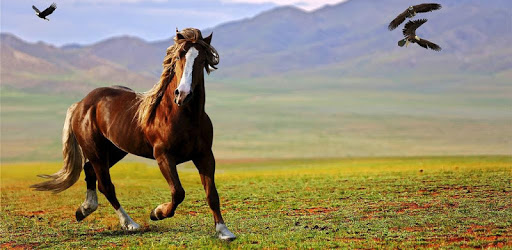 Breeds of horses PC screenshot
