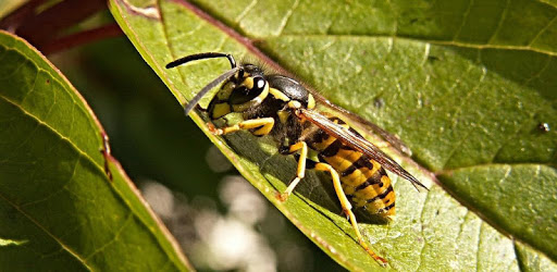 Wasps PC screenshot