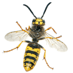 Wasps for PC