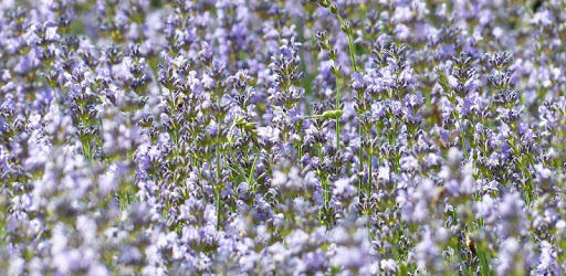 Medicinal herbs PC screenshot Medicinal herbs PC screenshot