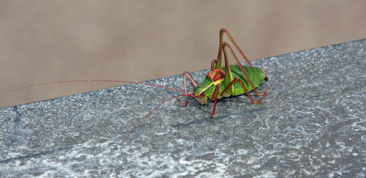 Insect pests PC screenshot