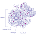 Body tissues icon