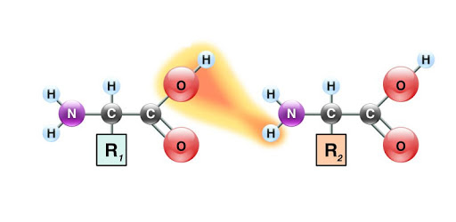 Amino acids PC screenshot