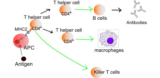 Immune system PC screenshot Immune system PC screenshot