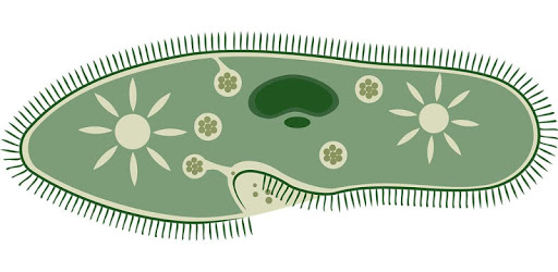 Biological process PC screenshot