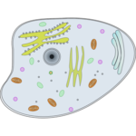 Biological process icon