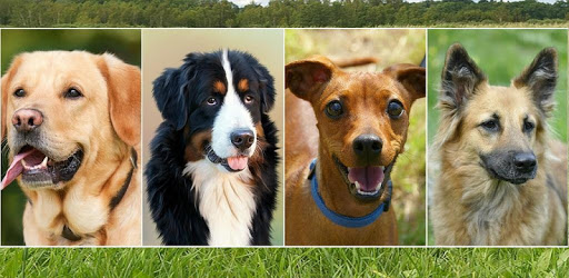 Know and choose dog breed PC screenshot