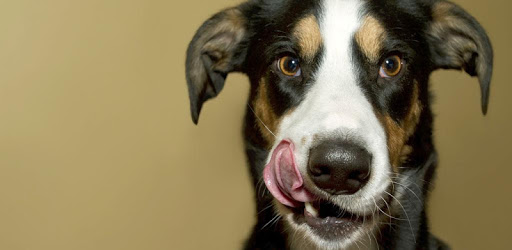 dog licking live wallpaper PC screenshot